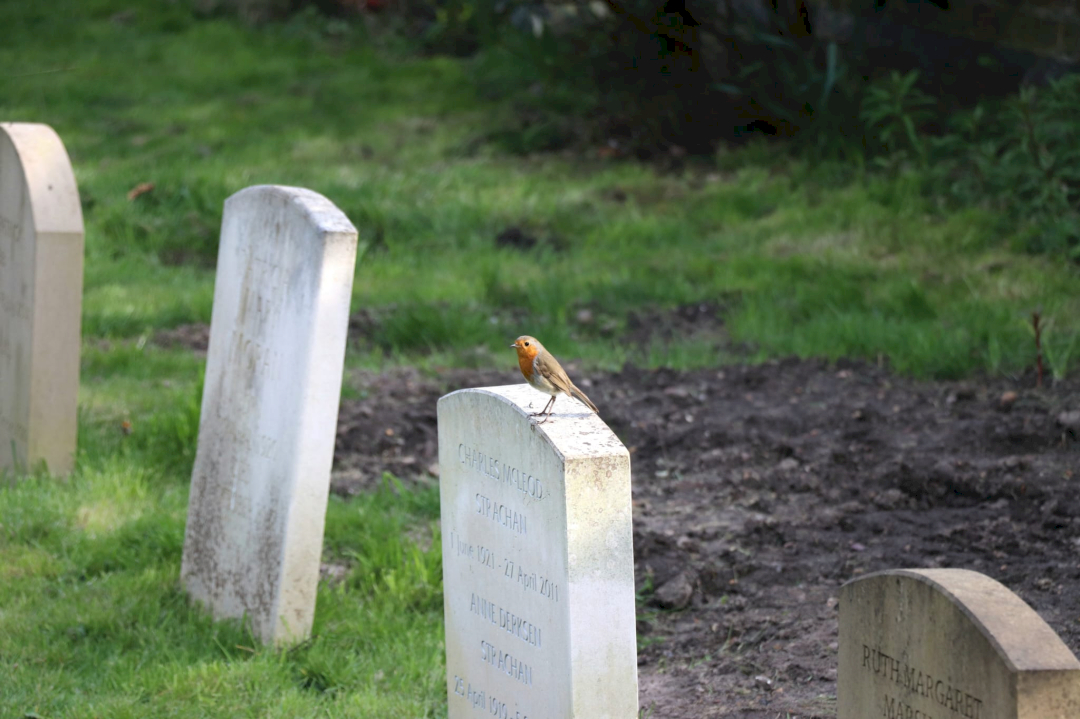 A red-chested robin perched on a gravestone